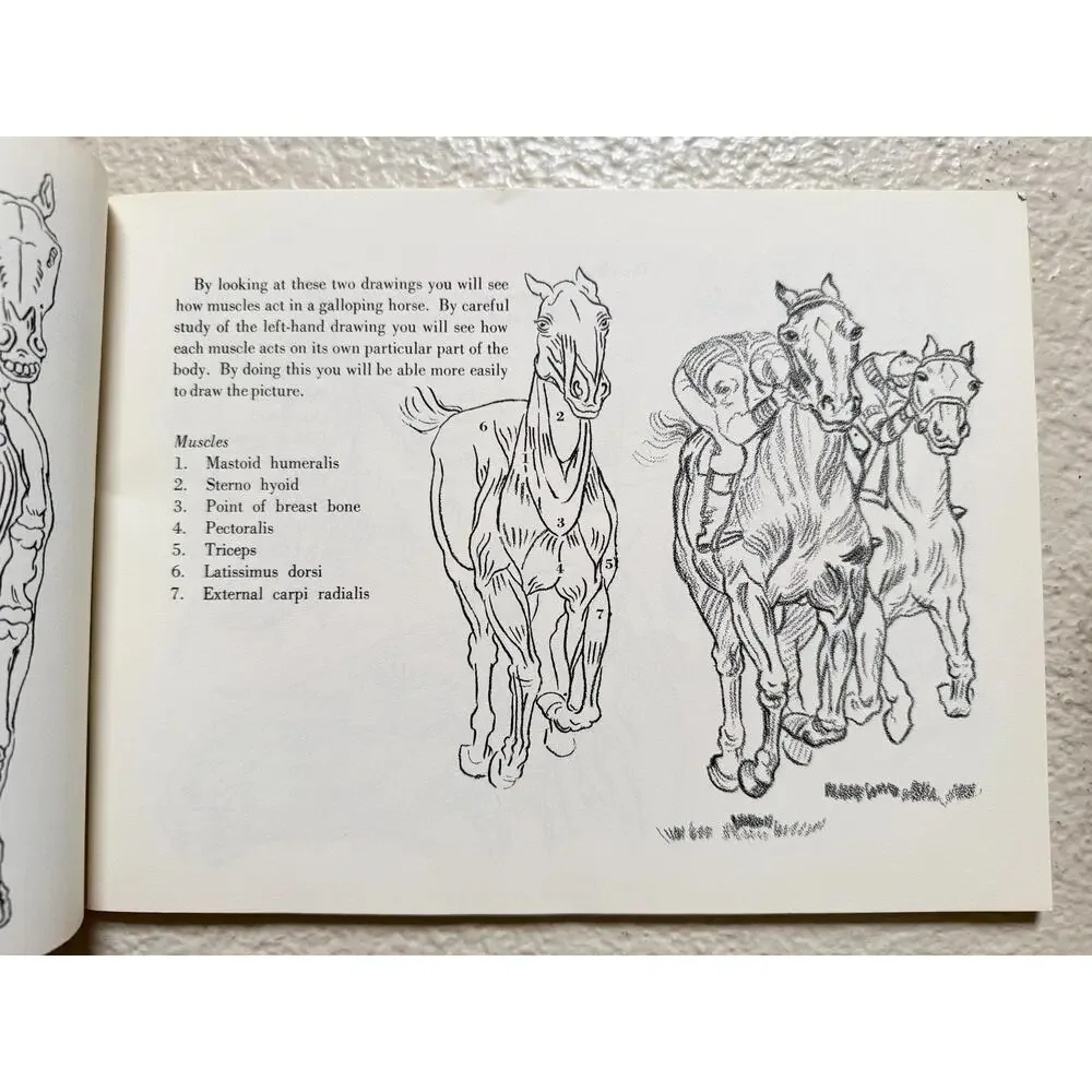Drawing Horses Victor Perard 1956 Pitman Art Book #16 Equestrian